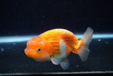 Juvenile Lionchu  Red White 4 Inch (ID#0113R11a-7) Free2Day SHIPPING