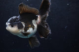 Thai Oranda  Panda 5 Inch (ID#418T2c-121) Free2Day SHIPPING