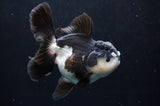 Thai Oranda  Panda 5 Inch (ID#418T2c-121) Free2Day SHIPPING
