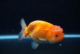 Juvenile Lionchu  Red White 4 Inch (ID#0113R11a-7) Free2Day SHIPPING