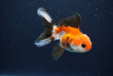 Juvenile Thai Oranda  Tricolor 4 Inch (ID#1029To13b-89) Free2Day SHIPPING