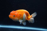 Juvenile Lionchu  Red White 4 Inch (ID#0113R11a-7) Free2Day SHIPPING