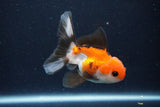 Juvenile Thai Oranda  Tricolor 4 Inch (ID#1029To13b-89) Free2Day SHIPPING