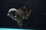 Thai Oranda  Panda 5.5 Inch (ID#418T2c-122) Free2Day SHIPPING