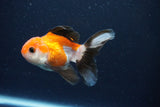 Juvenile Thai Oranda  Tricolor 4 Inch (ID#1029To13b-89) Free2Day SHIPPING