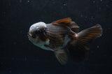 Thai Oranda  Panda 5.5 Inch (ID#418T2c-122) Free2Day SHIPPING