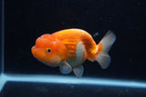 Juvenile Lionchu  Red White 4 Inch (ID#0113R11a-7) Free2Day SHIPPING