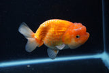 Juvenile Lionchu  Red White 4 Inch (ID#0113R11a-7) Free2Day SHIPPING