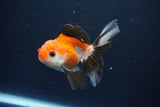 Juvenile Thai Oranda  Tricolor 4 Inch (ID#1029To13b-89) Free2Day SHIPPING