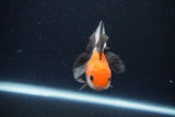 Juvenile Thai Oranda  Tricolor 4 Inch (ID#1029To13b-89) Free2Day SHIPPING