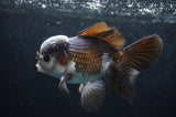 Thai Oranda  Panda 5.5 Inch (ID#418T2c-122) Free2Day SHIPPING