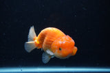 Juvenile Lionchu  Red White 4 Inch (ID#0113R11a-7) Free2Day SHIPPING