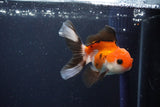 Juvenile Thai Oranda  Tricolor 4 Inch (ID#1029To13b-89) Free2Day SHIPPING