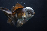 Thai Oranda  Panda 5.5 Inch (ID#418T2c-122) Free2Day SHIPPING