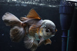Thai Oranda  Panda 5.5 Inch (ID#418T2c-122) Free2Day SHIPPING
