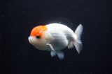 Juvenile Lionchu  Red White 4 Inch (ID#0113R11a-8) Free2Day SHIPPING