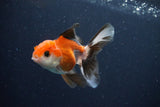 Juvenile Thai Oranda  Tricolor 4 Inch (ID#1029To13b-89) Free2Day SHIPPING