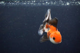 Juvenile Thai Oranda  Tricolor 4 Inch (ID#1029To13b-89) Free2Day SHIPPING