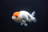 Juvenile Lionchu  Red White 4 Inch (ID#0113R11a-8) Free2Day SHIPPING