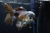 Thai Oranda  Panda 5.5 Inch (ID#418T2c-122) Free2Day SHIPPING
