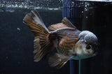Thai Oranda  Panda 5.5 Inch (ID#418T2c-122) Free2Day SHIPPING