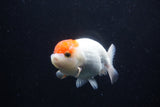 Juvenile Lionchu  Red White 4 Inch (ID#0113R11a-8) Free2Day SHIPPING