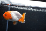 Ranchu  Red White 2.5 Inch (ID#1122R1c-74) Free2Day SHIPPING