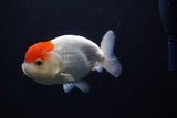 Juvenile Lionchu  Red White 4 Inch (ID#0113R11a-8) Free2Day SHIPPING