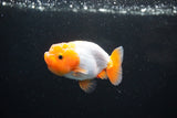 Ranchu  Red White 2.5 Inch (ID#1122R1c-74) Free2Day SHIPPING