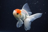 Juvenile Thai Oranda  Red White 3.5 Inch (ID#1029To13b-90) Free2Day SHIPPING