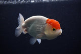 Juvenile Lionchu  Red White 4 Inch (ID#0113R11a-8) Free2Day SHIPPING