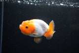 Ranchu  Red White 2.5 Inch (ID#1122R1c-74) Free2Day SHIPPING