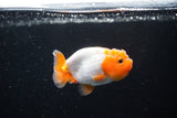 Ranchu  Red White 2.5 Inch (ID#1122R1c-74) Free2Day SHIPPING