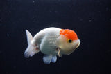 Juvenile Lionchu  Red White 4 Inch (ID#0113R11a-8) Free2Day SHIPPING