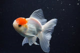 Juvenile Thai Oranda  Red White 3.5 Inch (ID#1029To13b-90) Free2Day SHIPPING