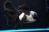 Thai Oranda  Tricolor 5 Inch (ID#418T2c-123) Free2Day SHIPPING