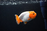 Ranchu  Red White 2.5 Inch (ID#1122R1c-74) Free2Day SHIPPING