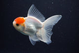 Juvenile Thai Oranda  Red White 3.5 Inch (ID#1029To13b-90) Free2Day SHIPPING