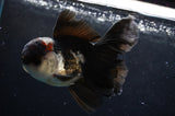 Thai Oranda  Tricolor 5 Inch (ID#418T2c-123) Free2Day SHIPPING