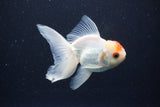 Juvenile Thai Oranda  Red White 3.5 Inch (ID#1029To13b-90) Free2Day SHIPPING