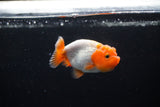 Ranchu  Red White 2.5 Inch (ID#1122R1c-74) Free2Day SHIPPING