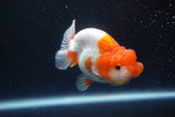 Juvenile Lionchu  Red White 3 Inch (ID#917R11a-81) Free2Day SHIPPING