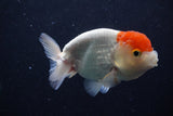 Juvenile Lionchu  Red White 4 Inch (ID#0113R11a-8) Free2Day SHIPPING