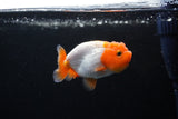 Ranchu  Red White 2.5 Inch (ID#1122R1c-74) Free2Day SHIPPING