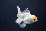 Juvenile Thai Oranda  Red White 3.5 Inch (ID#1029To13b-90) Free2Day SHIPPING