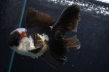 Thai Oranda  Tricolor 5 Inch (ID#418T2c-123) Free2Day SHIPPING