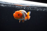 Ranchu  Red White 2.5 Inch (ID#1122R1c-74) Free2Day SHIPPING