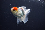 Juvenile Thai Oranda  Red White 3.5 Inch (ID#1029To13b-90) Free2Day SHIPPING