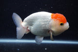 Juvenile Lionchu  Red White 4 Inch (ID#0113R11a-8) Free2Day SHIPPING