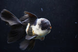 Thai Oranda  Tricolor 5 Inch (ID#418T2c-123) Free2Day SHIPPING